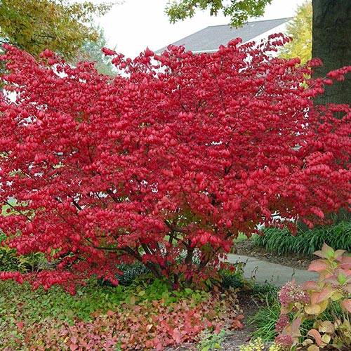 Euonymus alatus imagine 1 articol 9121