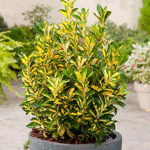 Euonymus Aureovar imagine 1 articol 3946