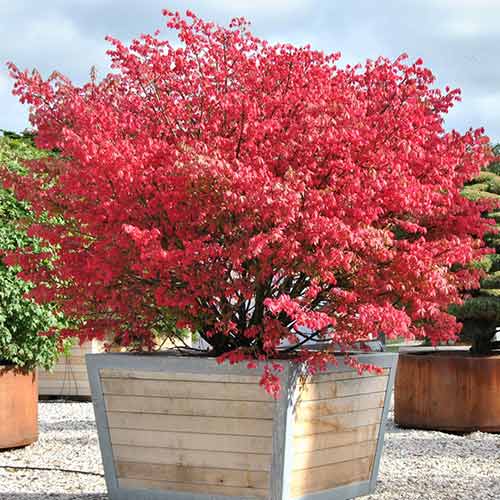 Euonymus Coloratus imagine 1 articol 3945