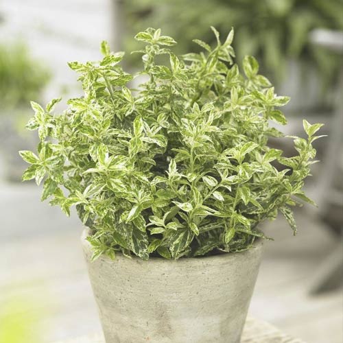 Euonymus Golden Harlequin ® PBR, C2 imagine 1 articol 8530