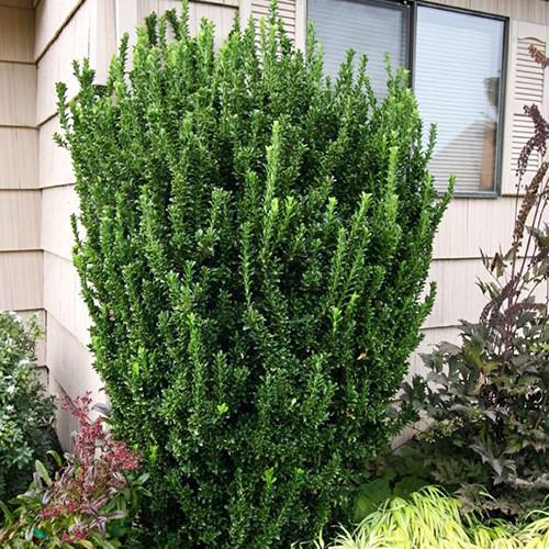 Euonymus Green Spire imagine 1 articol 3989