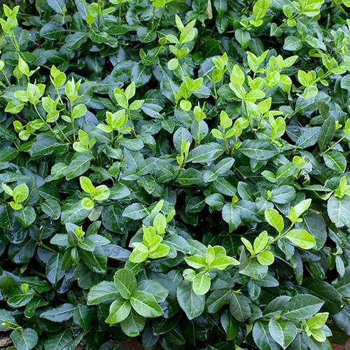 Euonymus Hort's Blaze imagine 1 articol 3988