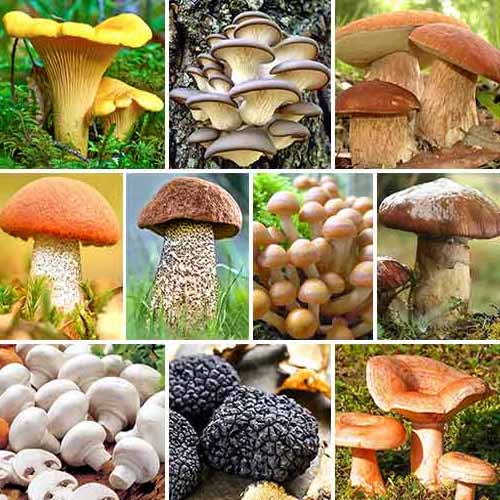 Super-ofertă! Set de ciuperci Mega Pack, 10 soiuri imagine 1 articol 9757