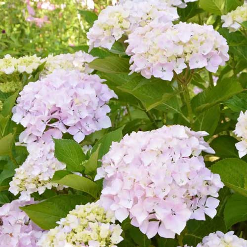 Hortensia macrophylla Soeur Therese, P9 imagine 1 articol 4453