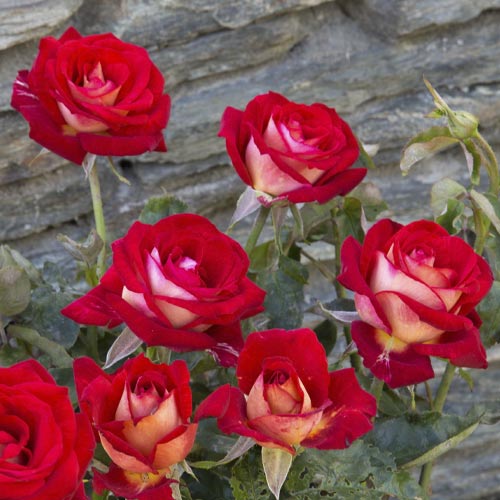 Роза чаен хибрид Bicolette, root ball изображение 3 артикул 2106