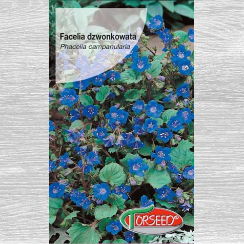 Facelia dzwonkowata interface.image 1 interface.art 77533