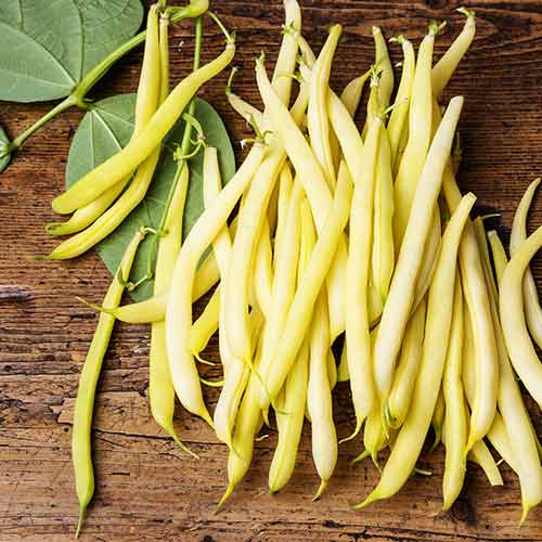 Fasole Maxidor imagine 1 articol 66663