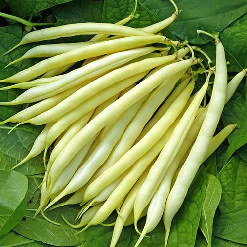 Fasole Maxidor imagine 2 articol 66663