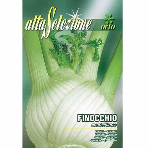 Fenicul Montebianco imagine 1 articol 96386