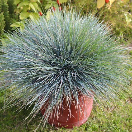Festuca glauca (Iarbă albastră) Elijah Blue, P9 imagine 1 articol 9080