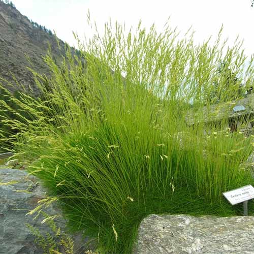 Festuca ovina (Păiușul oilor) imagine 1 articol 01383