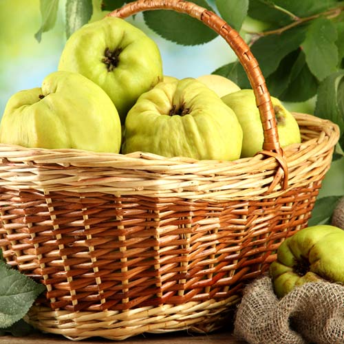 Дюля Smyrni изображение 1 артикул 6943