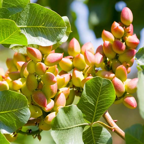 Fistic Pontekes, С2 imagine 1 articol 6942