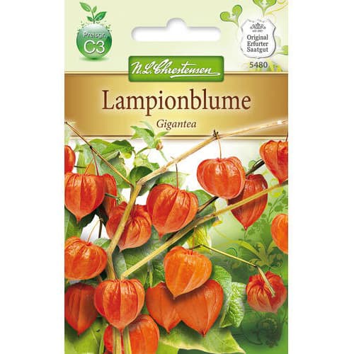 Физалис Gigantea изображение 1 артикул 78976