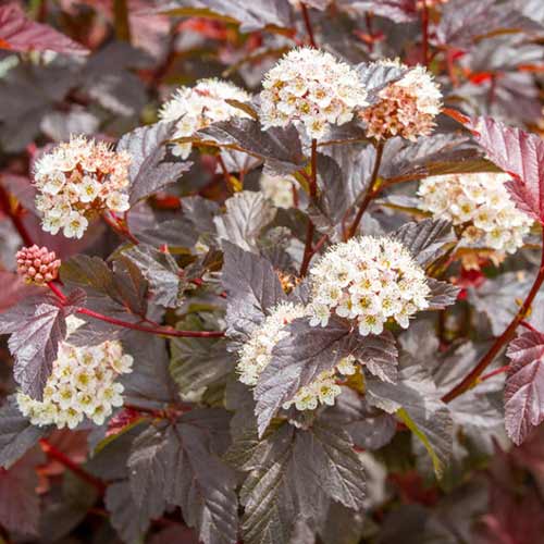 Fizocarp Diable d'Or imagine 1 articol 4472