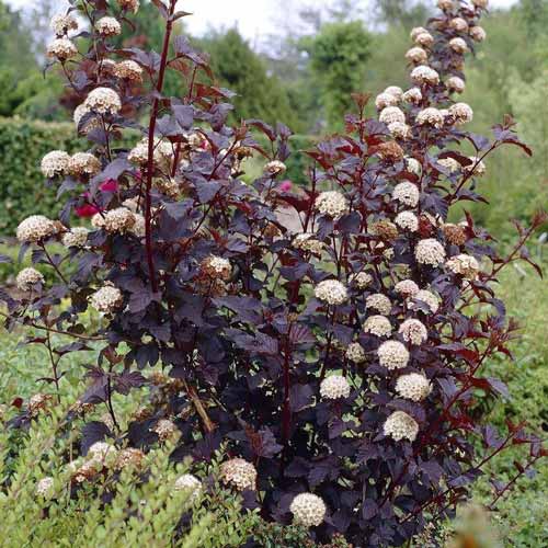 Fizocarp Diabolo imagine 1 articol 9544