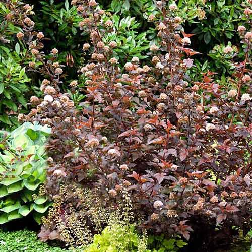 Fizocarp Lady in Red imagine 1 articol 4096