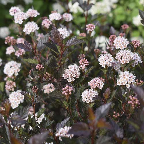 Fizocarp Little Devil ® PBR, C3 imagine 1 articol 8562