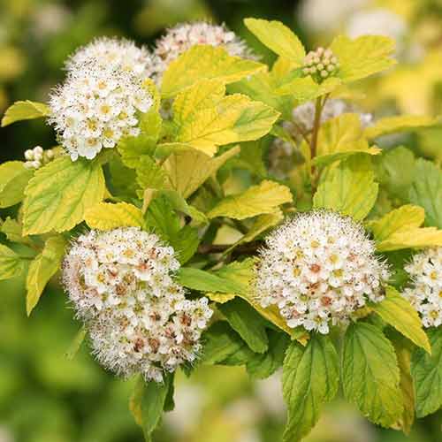 Fizocarp Tilden Park imagine 1 articol 4471