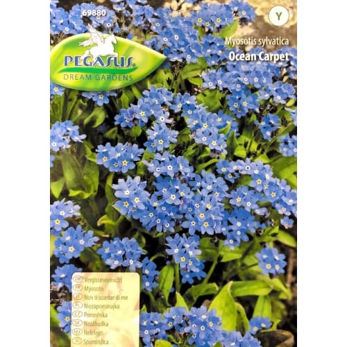 Floare de nu mă uita Ocean Carpet Kiepenkerl imagine 1 articol 50001