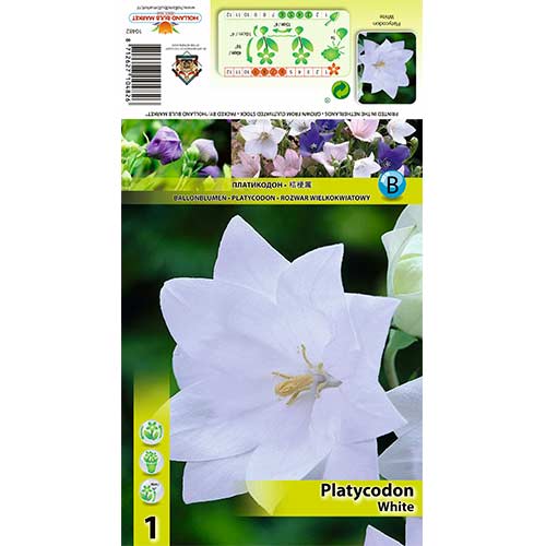Floarea balon (Platicodon) White imagine 1 articol 70449