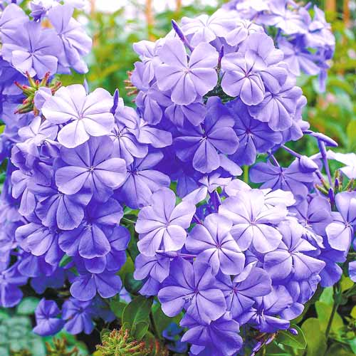 Floarea dragostei (Plumbago) imagine 1 articol 76654