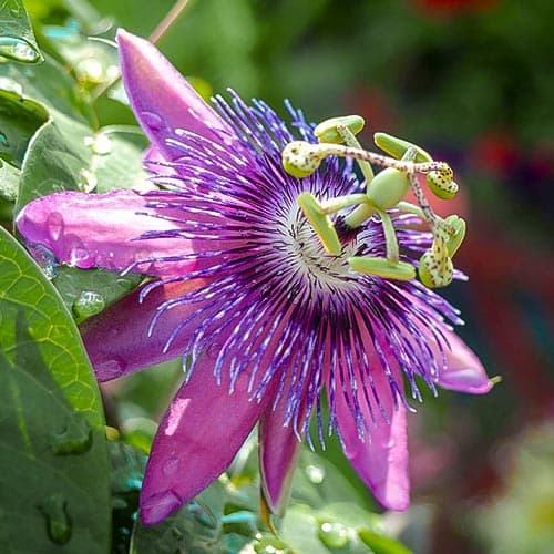 Floarea pasiunii (Passiflora) Purple Hybrid imagine 1 articol 76702