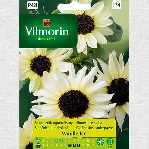 Floarea soarelui Vanilla Ice imagine 1 articol 69772