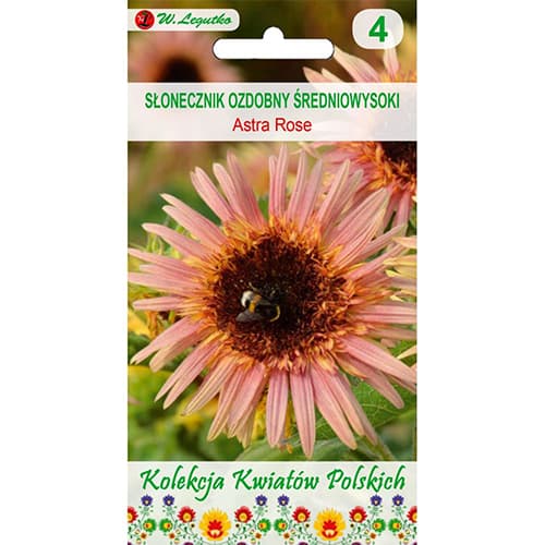 Floarea sorelui decorativă Astra Rose imagine 1 articol 96748