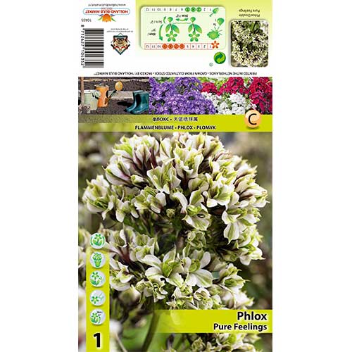 Флокс Pure Feelings изображение 1 артикул 70448