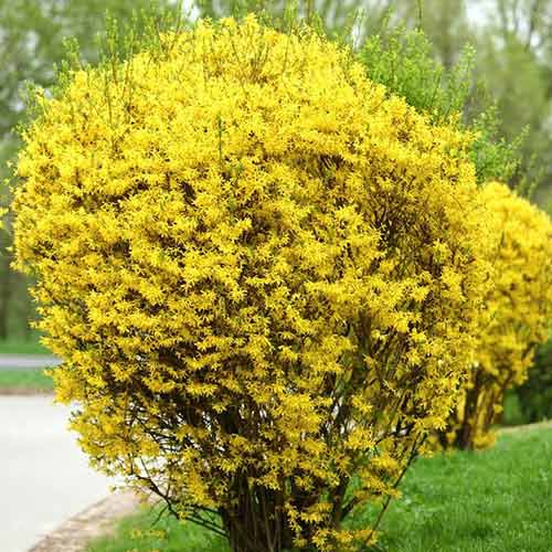 Forsythia Goldzauber imagine 1 articol 9182
