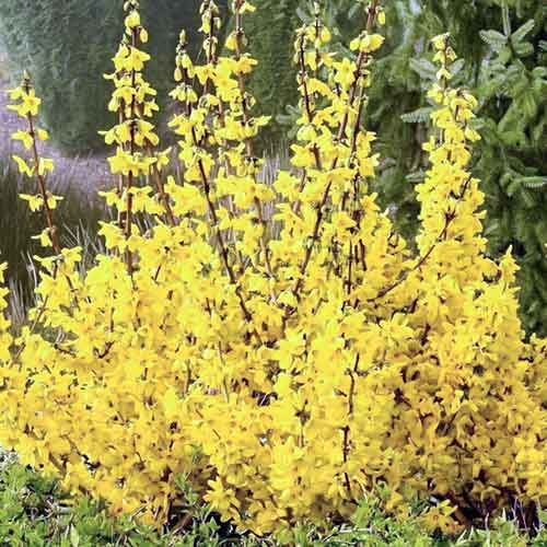Forsythia Kumsum imagine 1 articol 4813