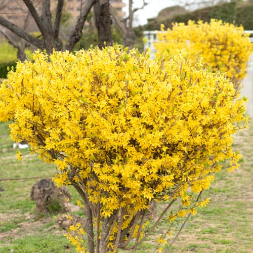 Forsythia Lynwood Gold, P9 imagine 1 articol 9104