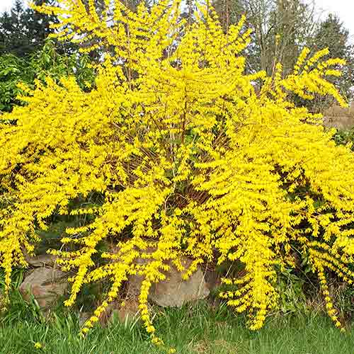 Forsythia Maree d'Or imagine 1 articol 4438