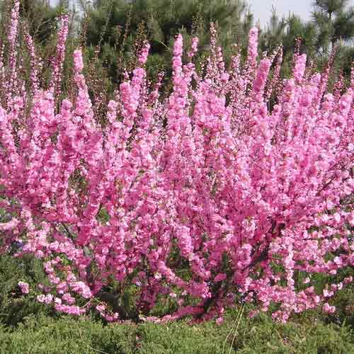 Forsythia Roseum imagine 1 articol 67804