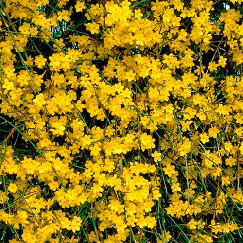 Forsythia Weber's Bronx imagine 1 articol 9168