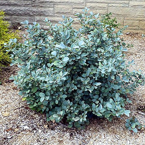 Fothergilla Blue Mist imagine 1 articol 3990