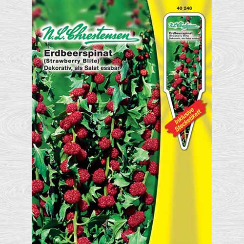 Fragă tătărească imagine 1 articol 69070