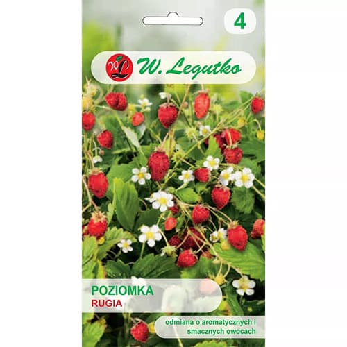 Fragi Rugia imagine 1 articol 69530