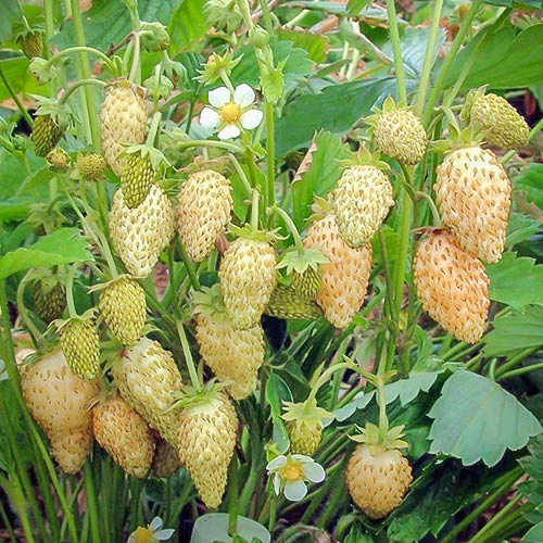 Fragi Yellow Wonder imagine 1 articol 9605