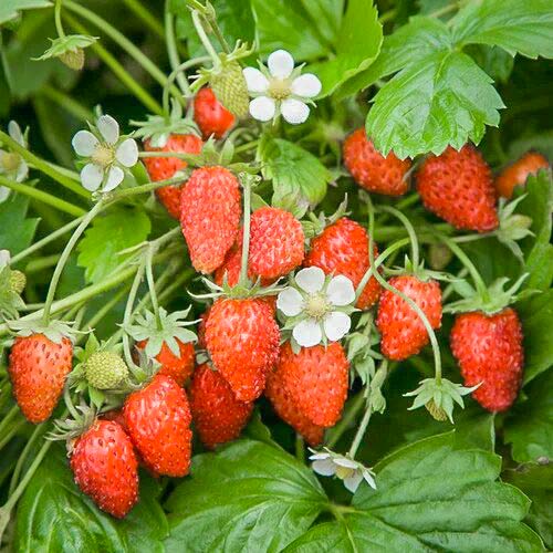 Fragi Baron von Solemacher imagine 1 articol 9604