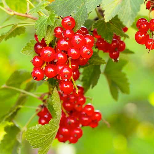 Френско грозде червено Rovada, Р9 изображение 1 артикул 7570