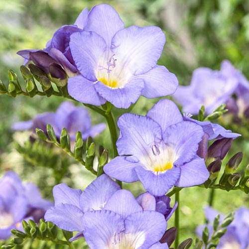 Frezie Blue imagine 1 articol 67879