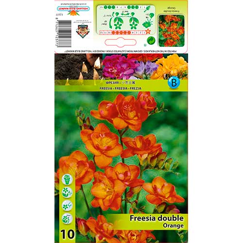 Frezja Double Orange interface.image 1 interface.art 76236