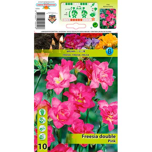 Frezja Double Pink interface.image 1 interface.art 76237