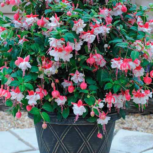 Cerceluș (Fuchsia) Snowcap imagine 1 articol 73031