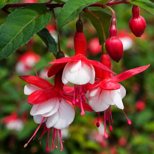 Cerceluș (Fuchsia) Snowcap imagine 2 articol 73031