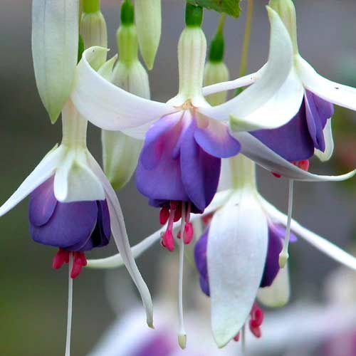 Fuksja (Fuchsia) Delta Sarah interface.image 1 interface.art 76693