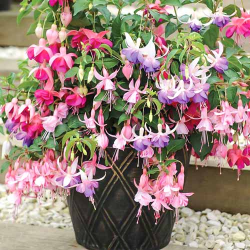 Fuksja (Fuchsia) Garden News interface.image 1 interface.art 73032