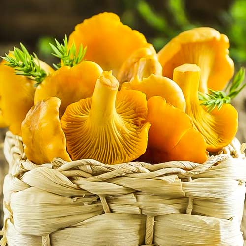 Gălbiori (Bureți galbeni) imagine 1 articol 9733